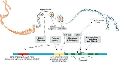 A User’s Guide to the Encyclopedia of DNA Elements (ENCODE).